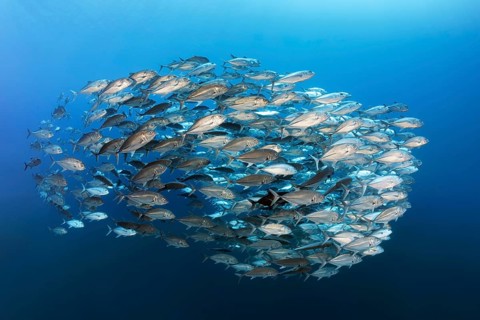 Swarm of spiny mackerel