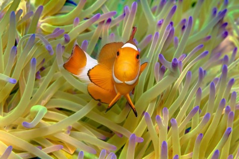 Fake Clownfish