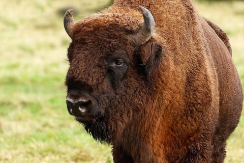 Bison