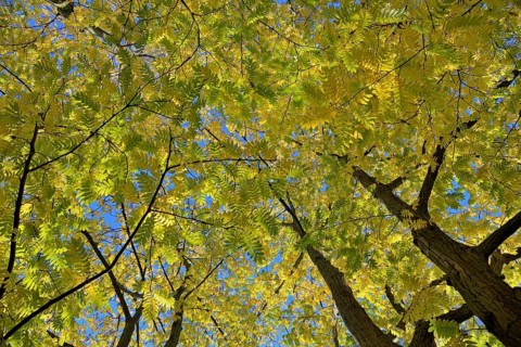 Caucasian wingnut