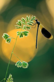 Banded demoiselle