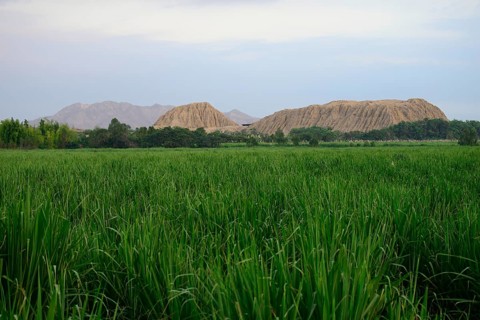 Sugar cane field in front of Huaca Rajada