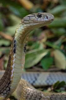 King Cobra