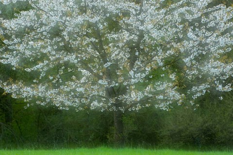 Flowering cherry tree