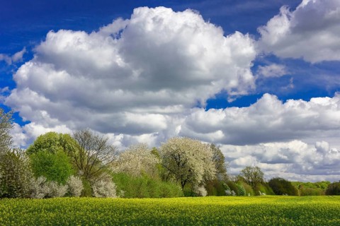 Flowering fruit trees in the rape field