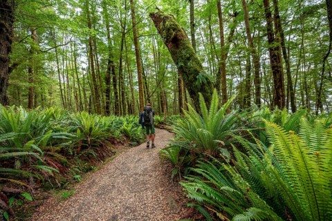 Hiker on trail through forest with ferns