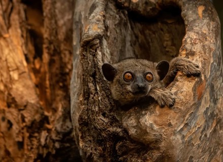 Weaselmaki in the tree hole in Kirindy Forest