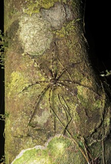 Huntsman spider