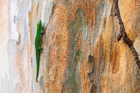 Small day gecko
