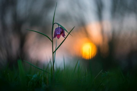 Snake's Head Fritillary