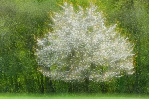 Flowering cherry tree