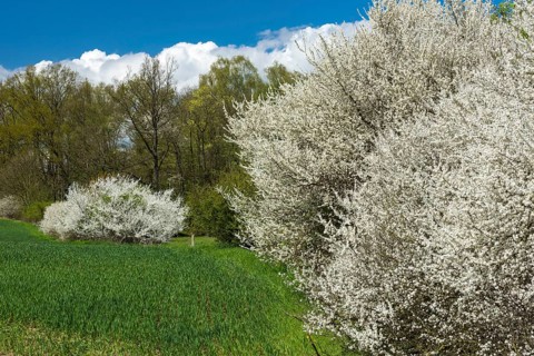 Blackthornshedge