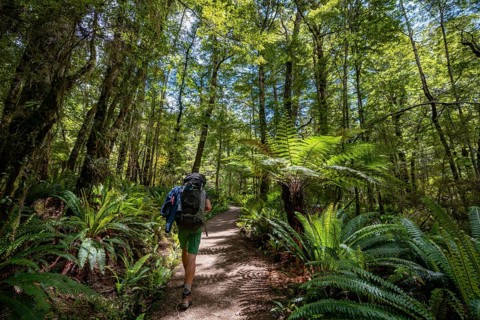 Hiker on a hiking trail through forest with ferns and Tree fern