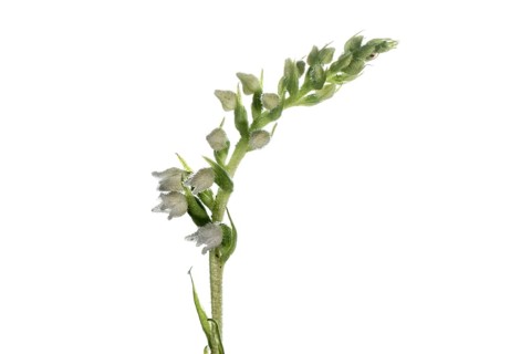 Goodyera repens