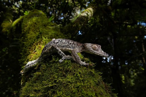 Flat-tailed gecko