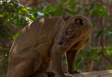 Fossa Sneaky cat