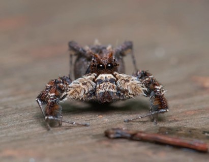 Jumping spider