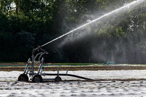 Irrigation machine irrigates a potato field in spring