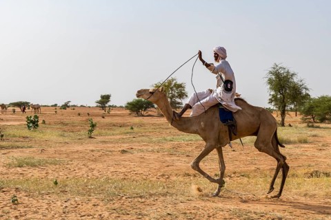 Camel race at the Gerewol festival