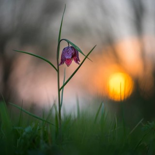 Snake's Head Fritillary