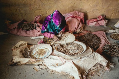 Frankincense dealer