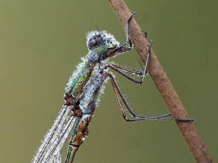 Dragonfly