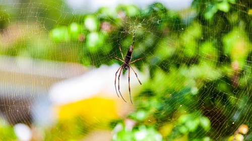 Red-legged golden orb-web spider