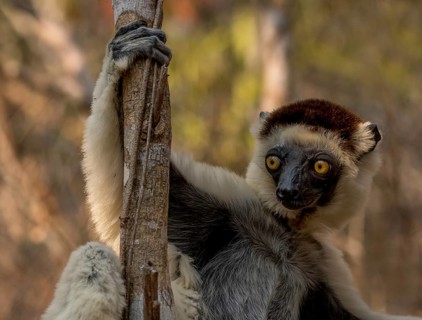 Lemur