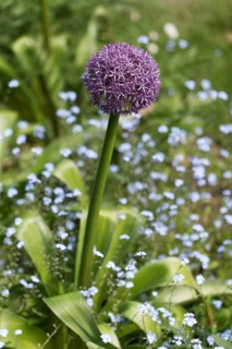 Persian Onion