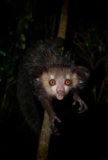 Aye-aye