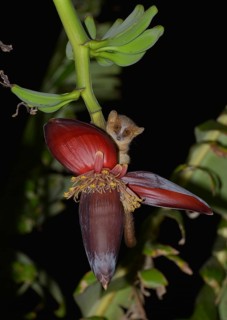 Mouse lemur
