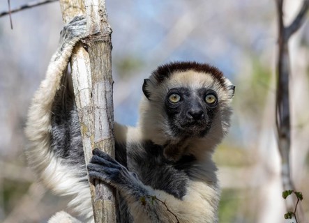 Larval sifaka