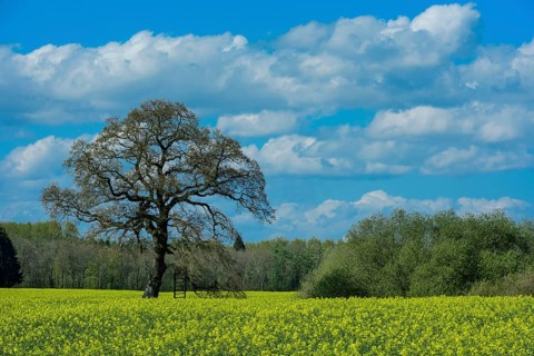 Oaks in a rape field