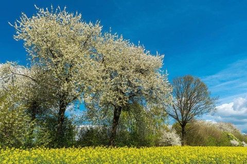 Flowering fruit trees in the rape field