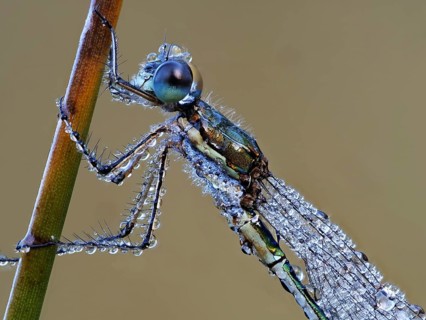 Dragonfly