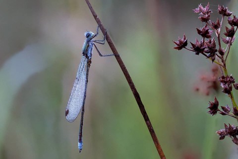 Dragonfly