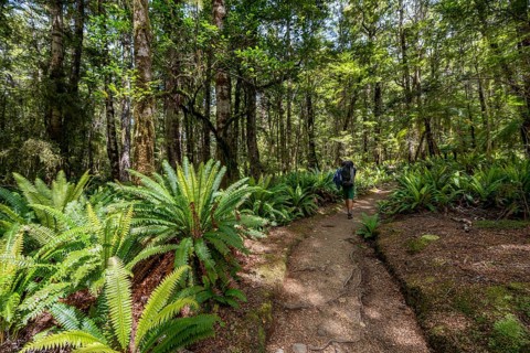 Hiker on trail through forest with ferns