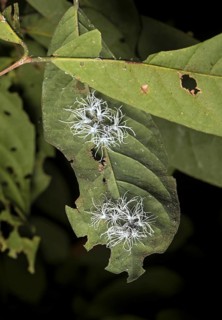 (Flatida) Late-stage larval cicada nymphs , Flatidae family, Danum Valley Protected Zone (Danum