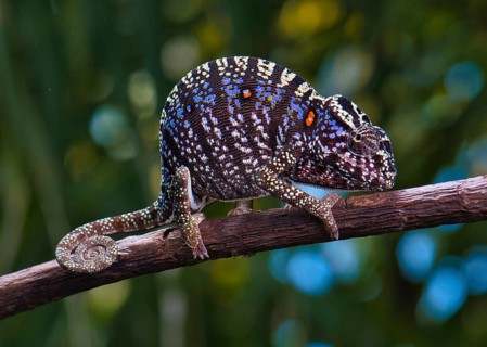 Chameleon female