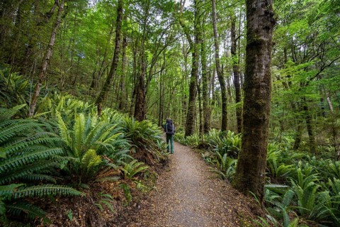 Hiker on trail through forest with ferns
