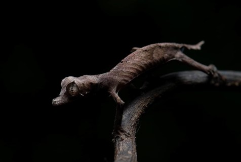 Flat-tailed gecko