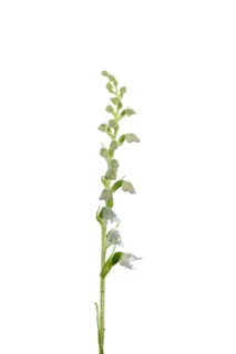 Goodyera repens
