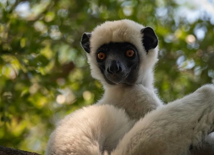 Van der Decken Sifaka