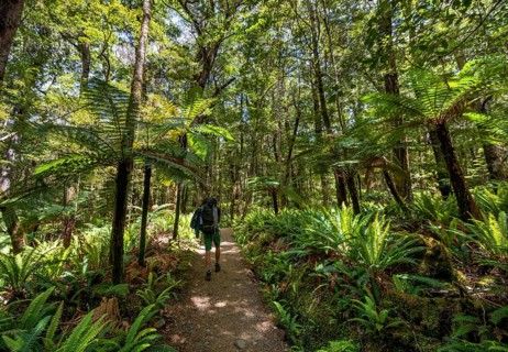 Hiker on a hiking trail through forest with ferns and Tree fern