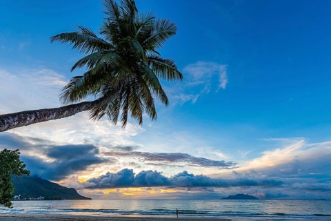 Palm tree and sea at sunset in Beau Vallon Bay