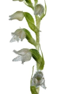 Goodyera repens