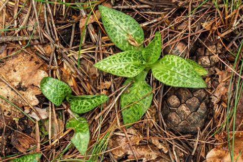 Goodyera repens