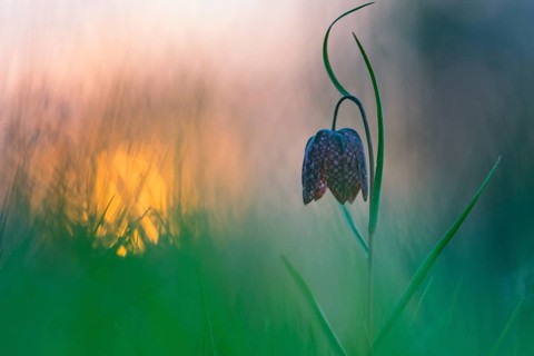 Snake's Head Fritillary