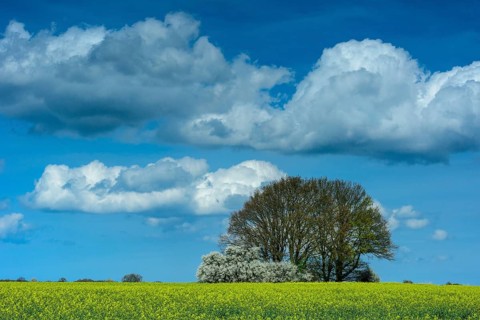 Oaks with flowering hedge in a rape field