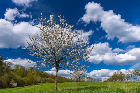 Flowering cherry tree